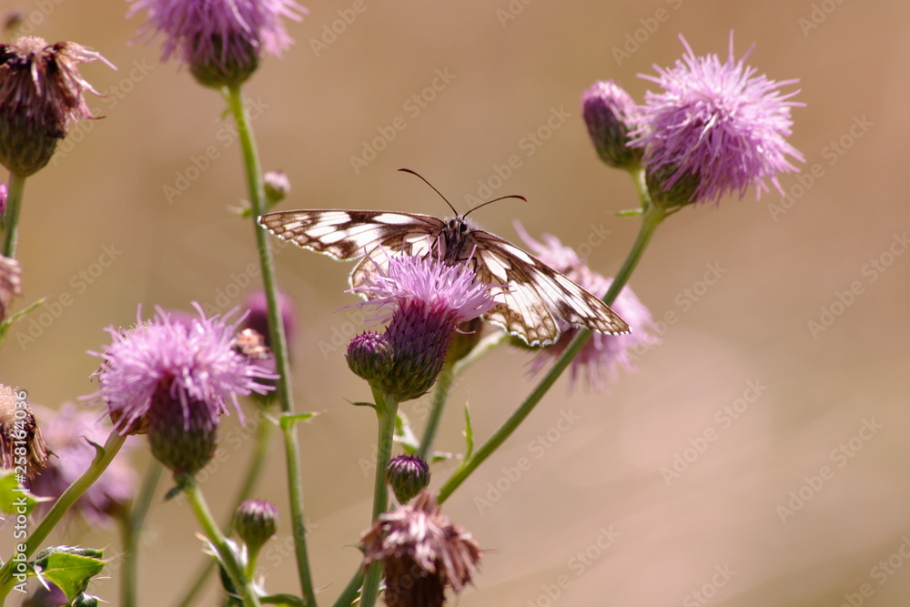Fototapeta premium Papillon au milieu des fleurs