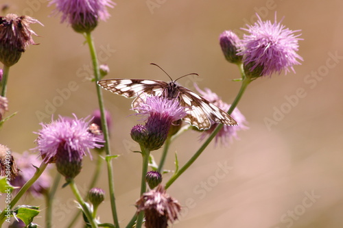 Papillon au milieu des fleurs