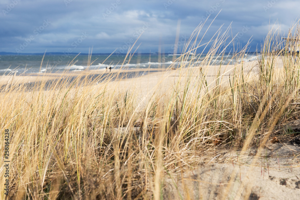 Obraz premium Grassy sand dunes with dramatic sky on the Baltic Sea on the island of Usedom. Germany
