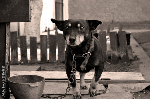 dog on the street