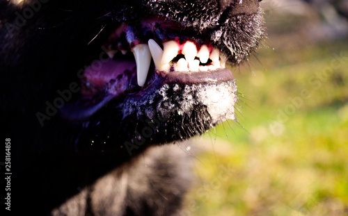 angry dog
