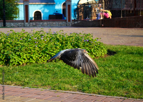 bird