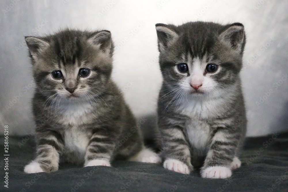 two small beautiful gray kitten are sitting together on a gray carpet