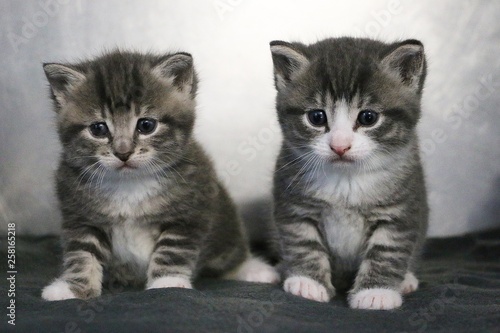 Fototapeta Naklejka Na Ścianę i Meble -  two small beautiful gray kitten are sitting together on a gray carpet