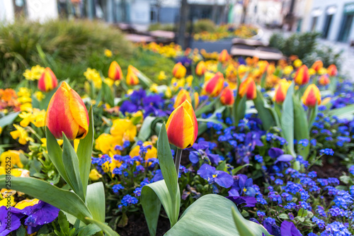 Backnanger Tulpenfrühling Ulandstraße Tulpen und Narzissen photo