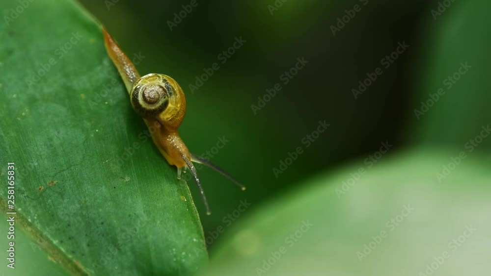 Snail walking on green leaf in rain forest. Snail walking on green leaf in rain forest.