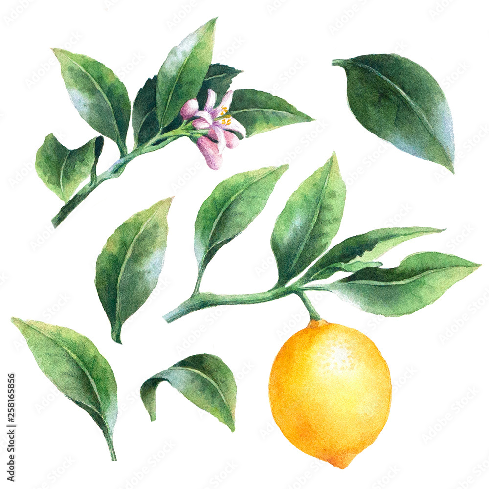 Isolated lemon on a branch. Watercolor set of citrus leaves, fruit and blossoms. Isolated lemon on a branch. Watercolor set of citrus leaves, fruit and blossoms.
