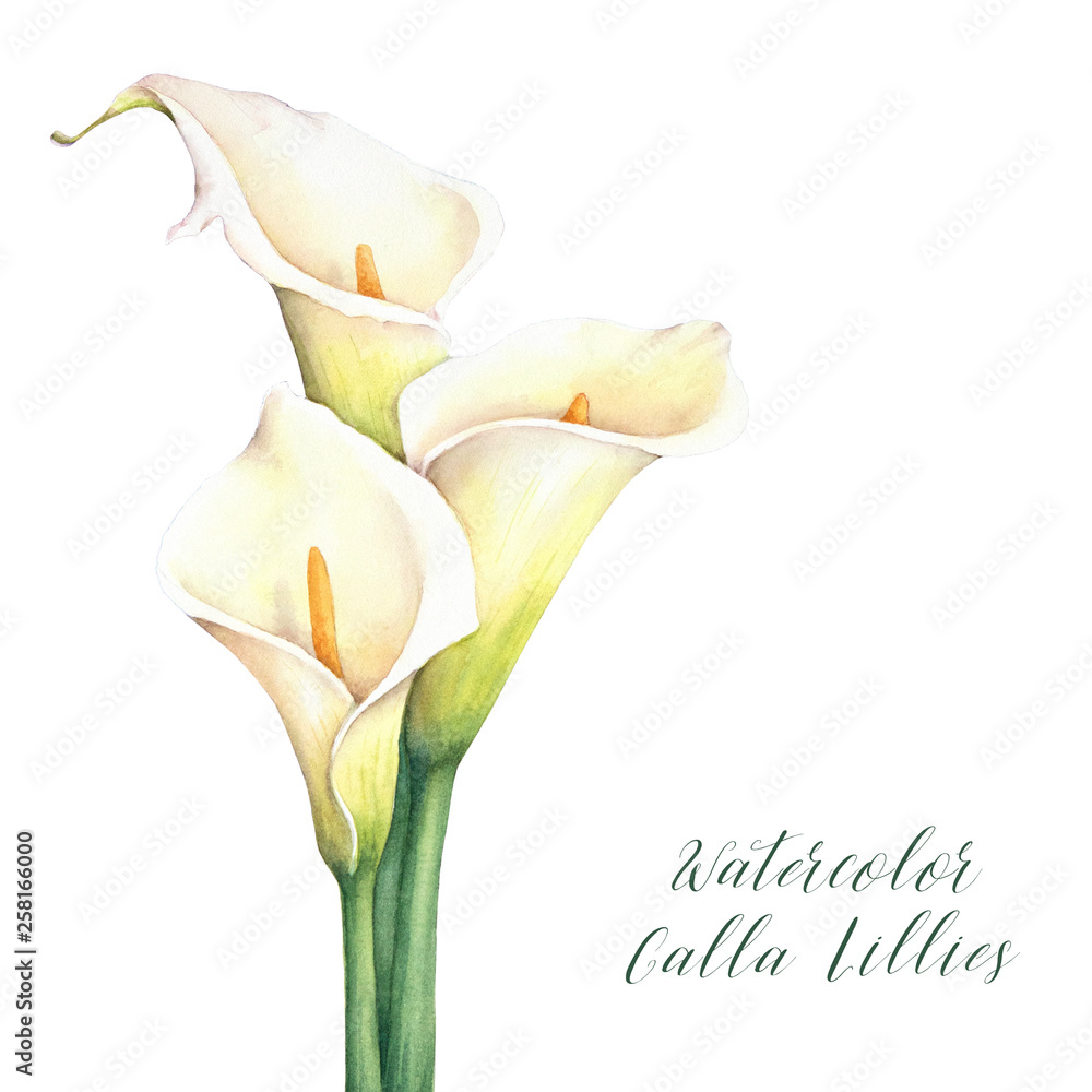 Watercolor calla lillies. Isolated hand drawn illustration. Elegant flowers bouquet. - obrazy, fototapety, plakaty 