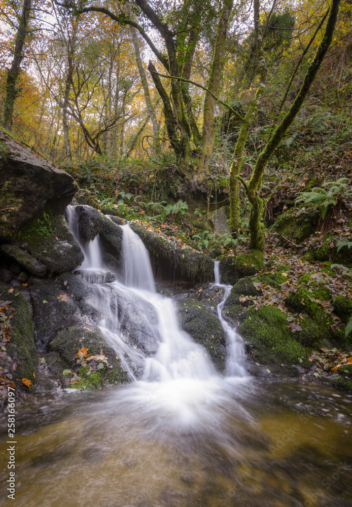 Fototapeta premium Small waterfall in a stream that flows through a deciduous forest