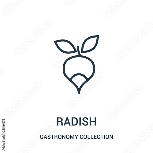 radish icon vector from gastronomy collection collection. Thin line radish outline icon vector illustration.