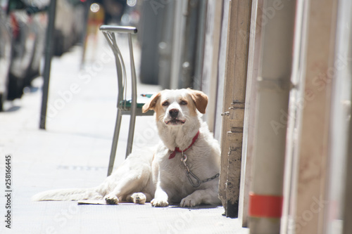 dog on the ground