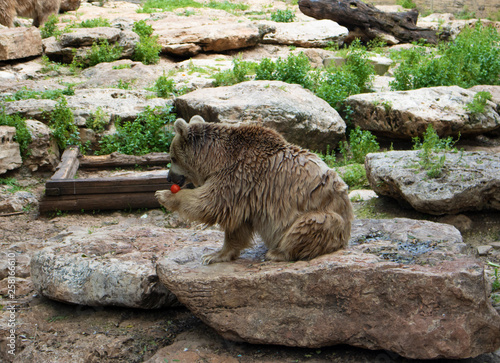 brown bear