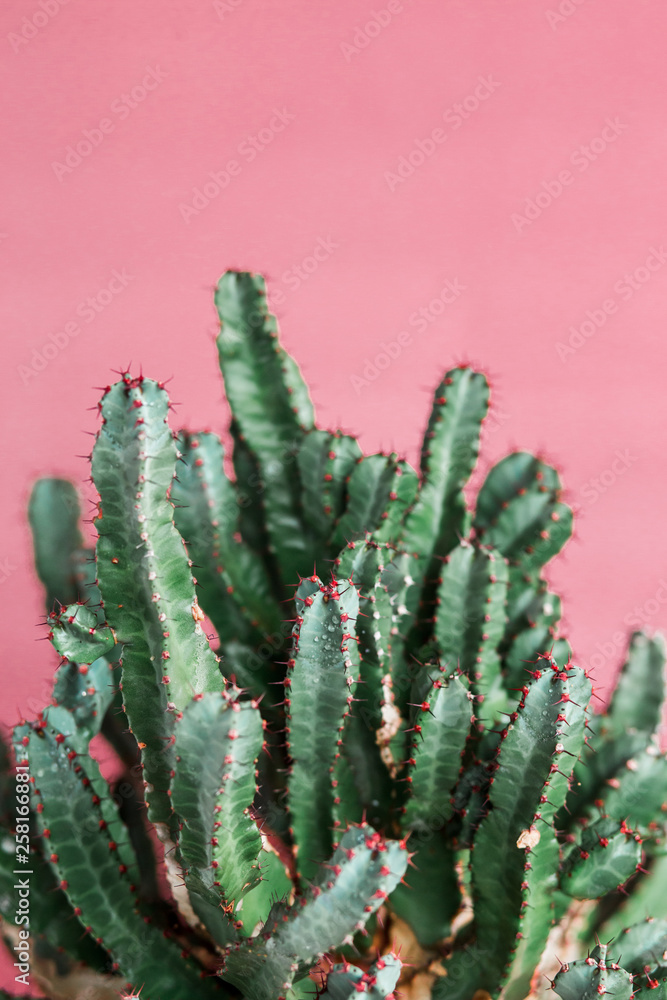 green Cactus on the pink background natural light green Cactus on the pink background natural light