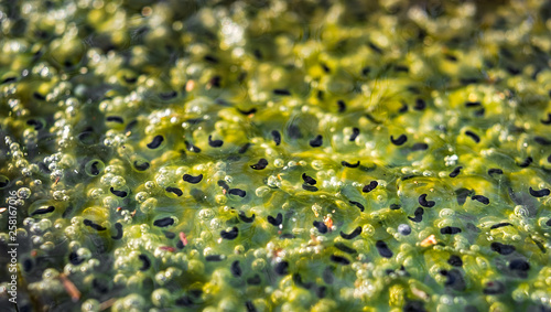 Fotografie Frogspawn in a pond above water