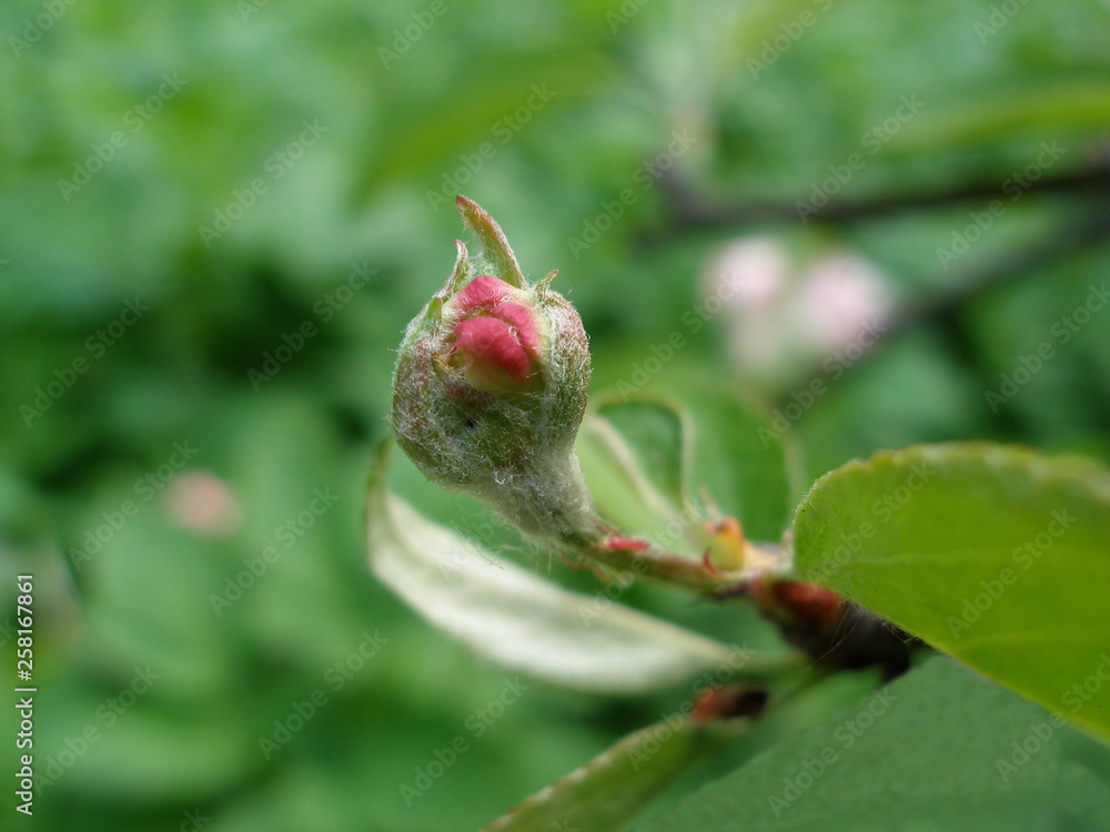 Germ of the apple tree flower. Spring. Awakening of nature. Macro Germ of the apple tree flower. Spring. Awakening of nature. Macro