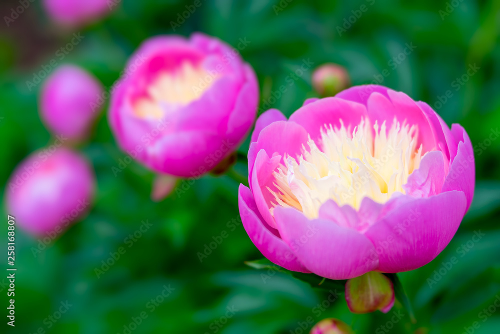 Fototapeta premium Pink garden peony with a yellow/cream center. Photographed with a specialty lens for creamy bokeh and shallow depth of field.