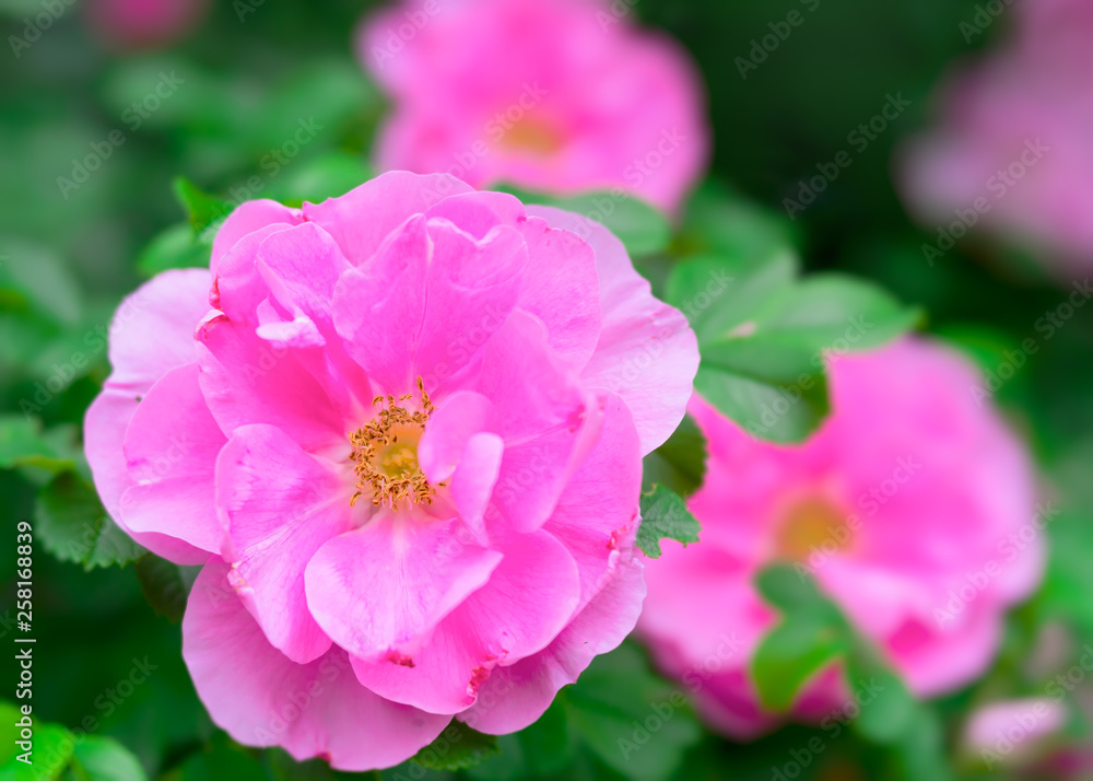 Old fashioned garden rose in the summer garden. Photographed with a specialty lens for creamy bokeh and shallow depth of field. Old fashioned garden rose in the summer garden. Photographed with a specialty lens for creamy bokeh and shallow depth of field.