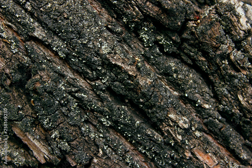 Cracked Tree Texture. Nature Texture Background. Wooden Texture Background. Tree Bark Texture Background. Abstract Dark Colored Backdrop. Cracked Tree Texture. Nature Texture Background. Wooden Texture Background. Tree Bark Texture Background. Abstract Dark Colored Backdrop.