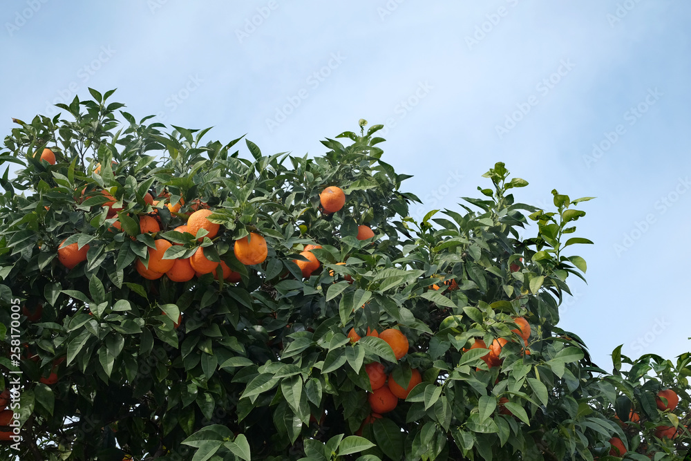 Many ripe appetizing oranges grows on orange tree branches front view closeup Many ripe appetizing oranges grows on orange tree branches front view closeup
