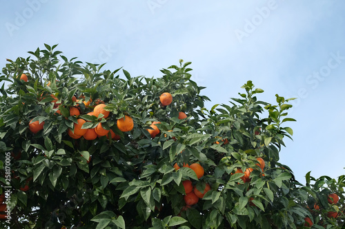 Many ripe appetizing oranges grows on orange tree branches front view closeup