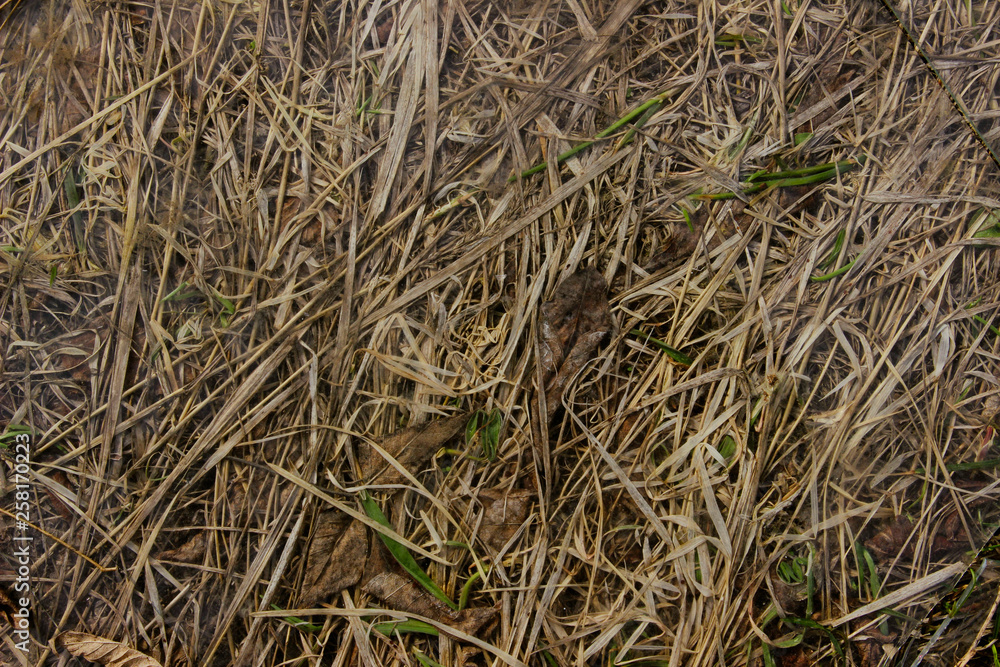 Abstract Background Textures. Dry Grass Background With A Lot Of Copy Space For Text. Abstract Nature Wallpaper. Abstract Background Textures. Dry Grass Background With A Lot Of Copy Space For Text. Abstract Nature Wallpaper.