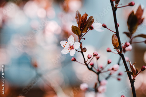Kirschblüte auf einem Zweig mit Knospen