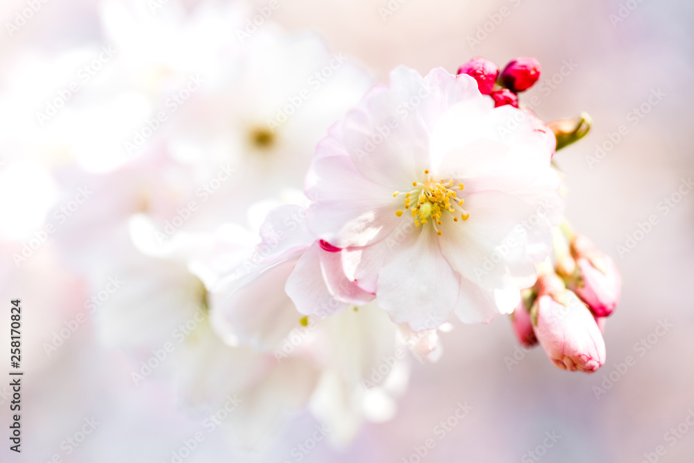 schöne zarte Kirschblüte, Nahaufnahme mit Knospen von Kirsschblüten