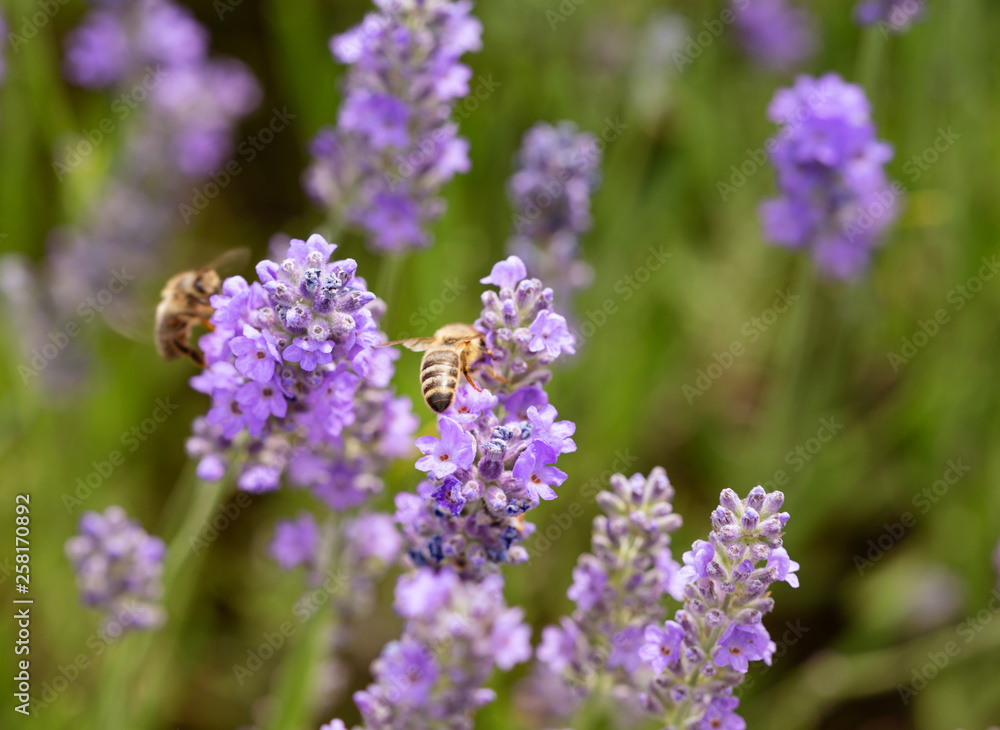 Bee collect nectar from lavender flowers Bee collect nectar from lavender flowers