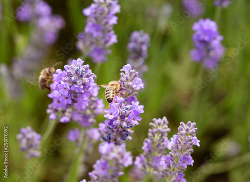 Bee collect nectar from lavender flowers