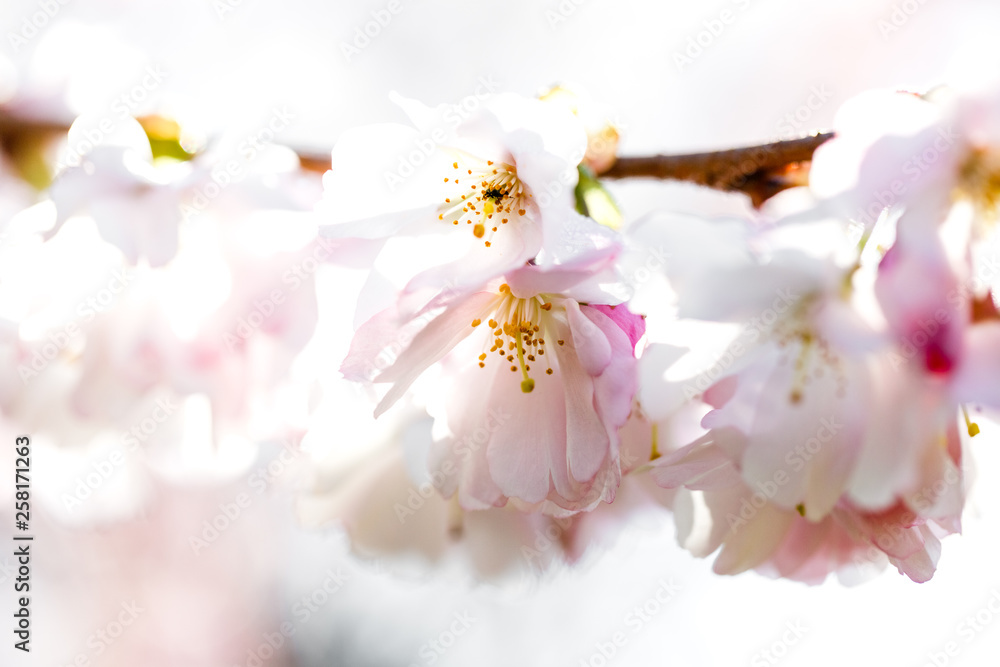 Kirschblüte in Nahaufnahme, Staubgefäße, vor hellem Hintergrund Kirschblüte in Nahaufnahme, Staubgefäße, vor hellem Hintergrund