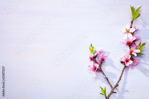 Flowering branches of Almond on a light lilac wooden table.
