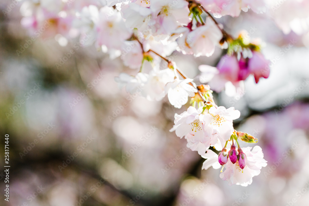japanische Kirsche in voller Blüte, Frühling japanische Kirsche in voller Blüte, Frühling