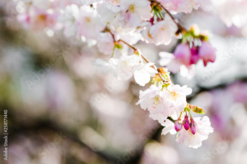 japanische Kirsche in voller Blüte, Frühling