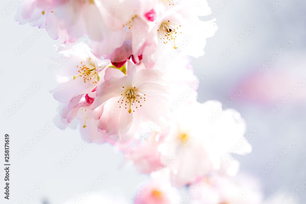 Blüten einer japanischen Zierkirsche vor hell blauem Hintergrund, rosa Kirschblüte