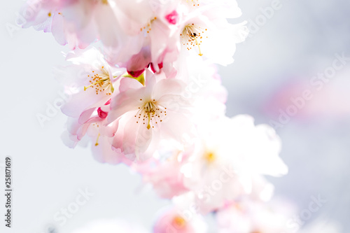Blüten einer japanischen Zierkirsche vor hell blauem Hintergrund, rosa Kirschblüte