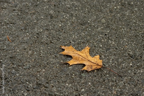 yellow oak leaf on the ground