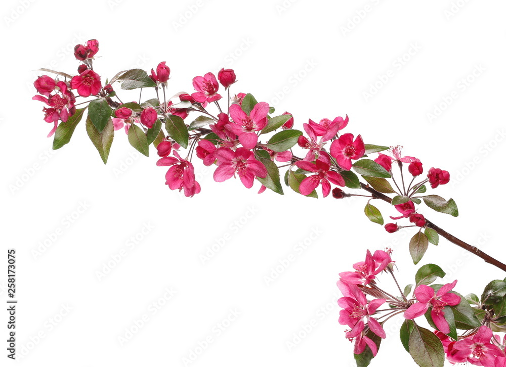Spring flowers isolated on white, with clipping path, wild apples