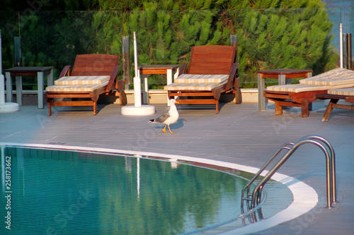 Swimming pool of luxury holiday hotel, amazing view and scene of seagull enjoying alone. Relax near pool with handrail, sunbeds, sun loungers and parasols waiting for tourists in tropical resort.