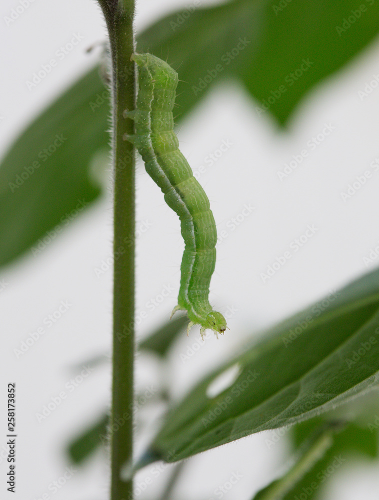caterpillar on a plant stem caterpillar on a plant stem