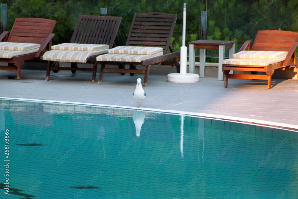 Swimming pool of luxury holiday hotel, amazing view and scene of seagull enjoying alone. Relax near pool with handrail, sunbeds, sun loungers and parasols waiting for tourists in tropical resort.