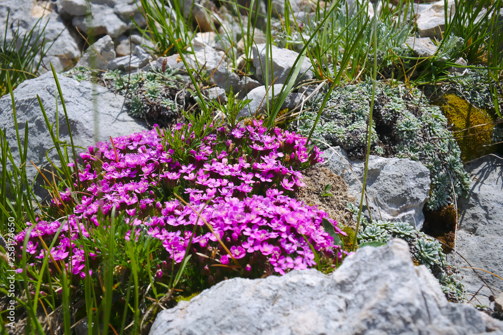 Obraz premium purple flowers in the mountains