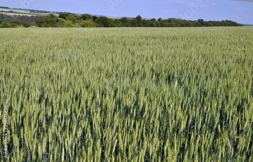 In the field green winter wheat