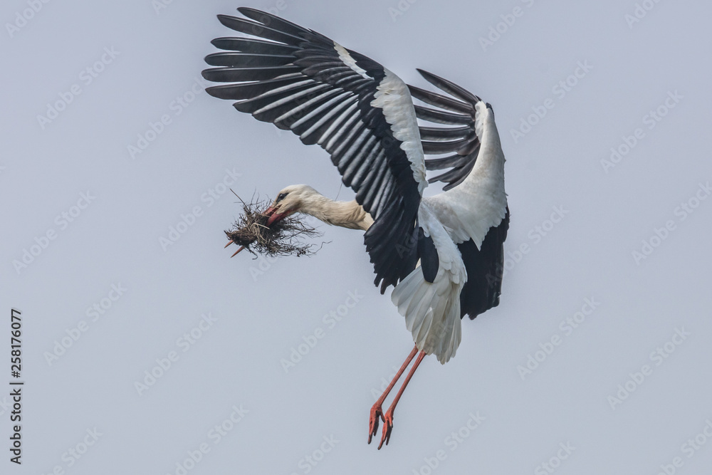 Fototapeta premium storch