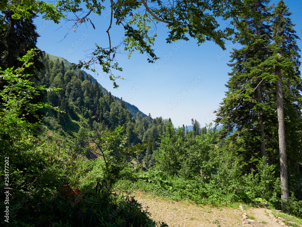 Obraz premium View of the green mountains through the branches of trees