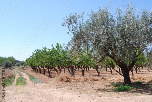 Almond Tree Orchard, Valencia, Spain