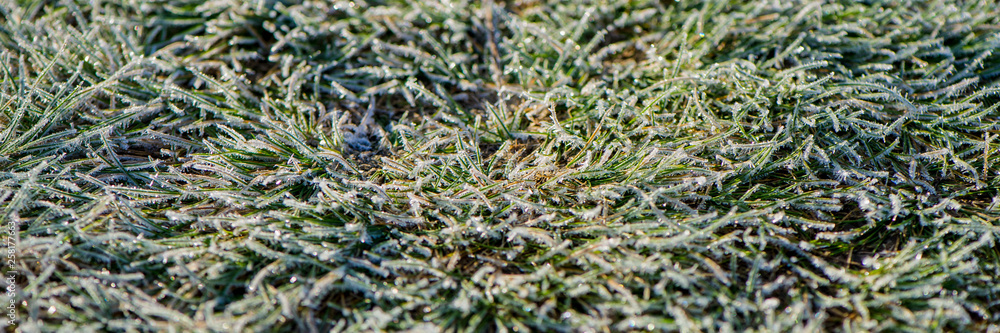green meadow grass covered with frost on a sunny morning.Web banner. green meadow grass covered with frost on a sunny morning.Web banner.