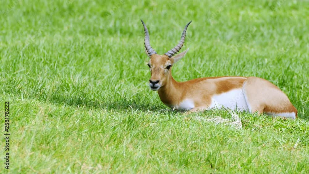 Gazelle resting on green grass. Gazelle resting on green grass.