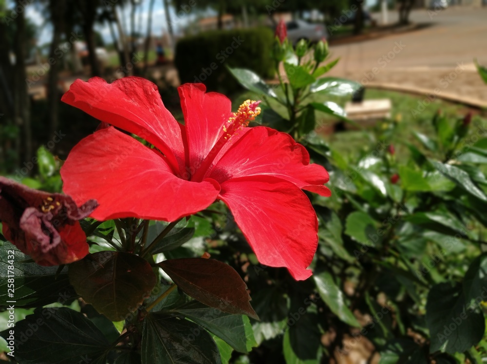 Flower Red