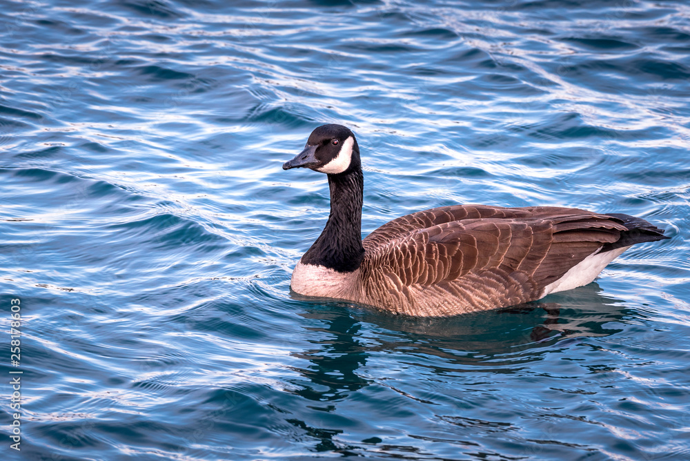Duck swimming in Lake Michigan Duck swimming in Lake Michigan