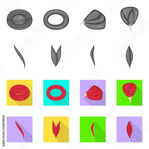 Vector illustration of fiber and muscular logo. Collection of fiber and body  stock symbol for web.